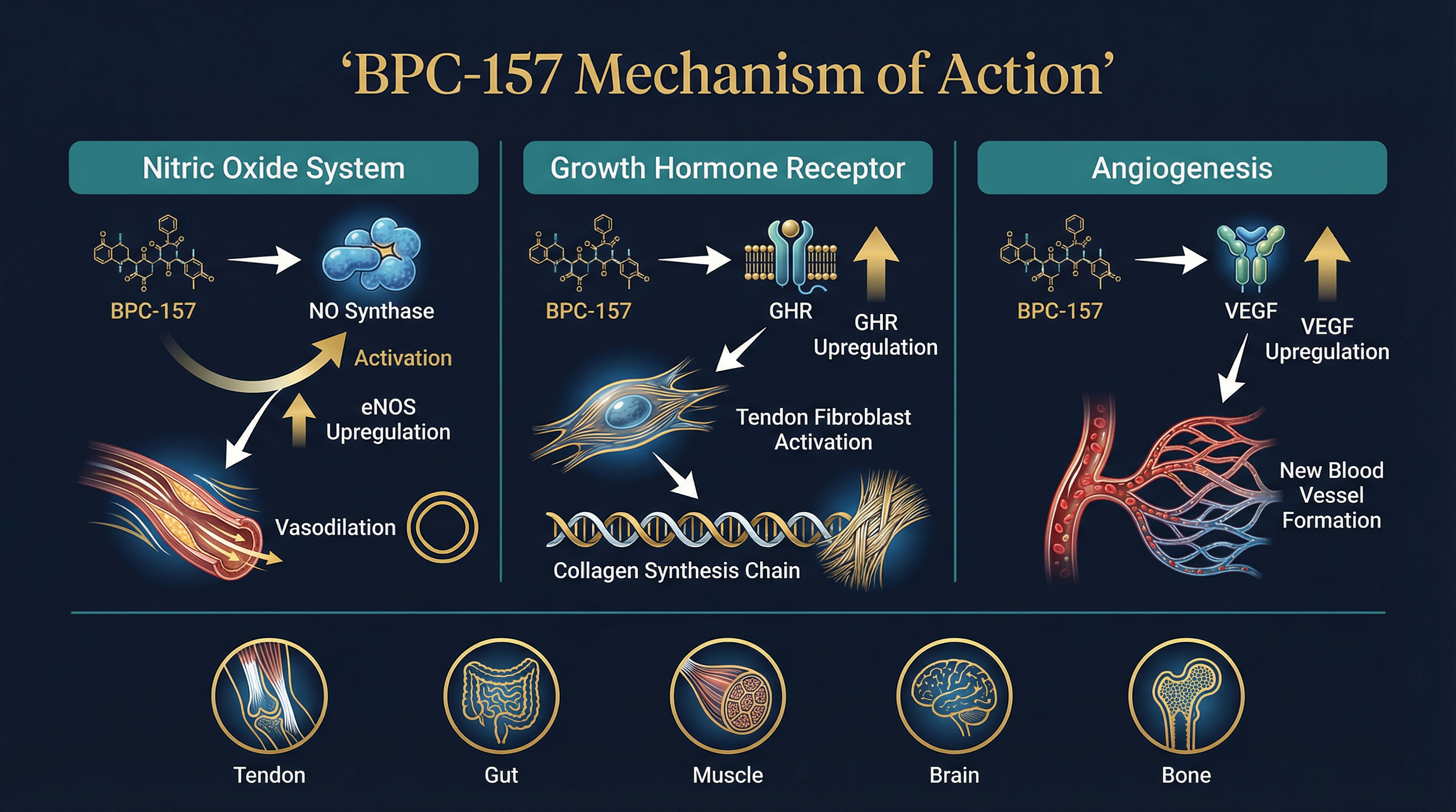 BPC-157 Research Guide (2026) | Compound Review