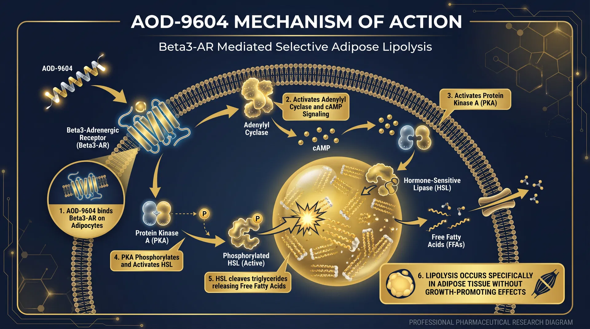 AOD-9604 mechanism of action diagram — step-by-step signaling pathway infographic