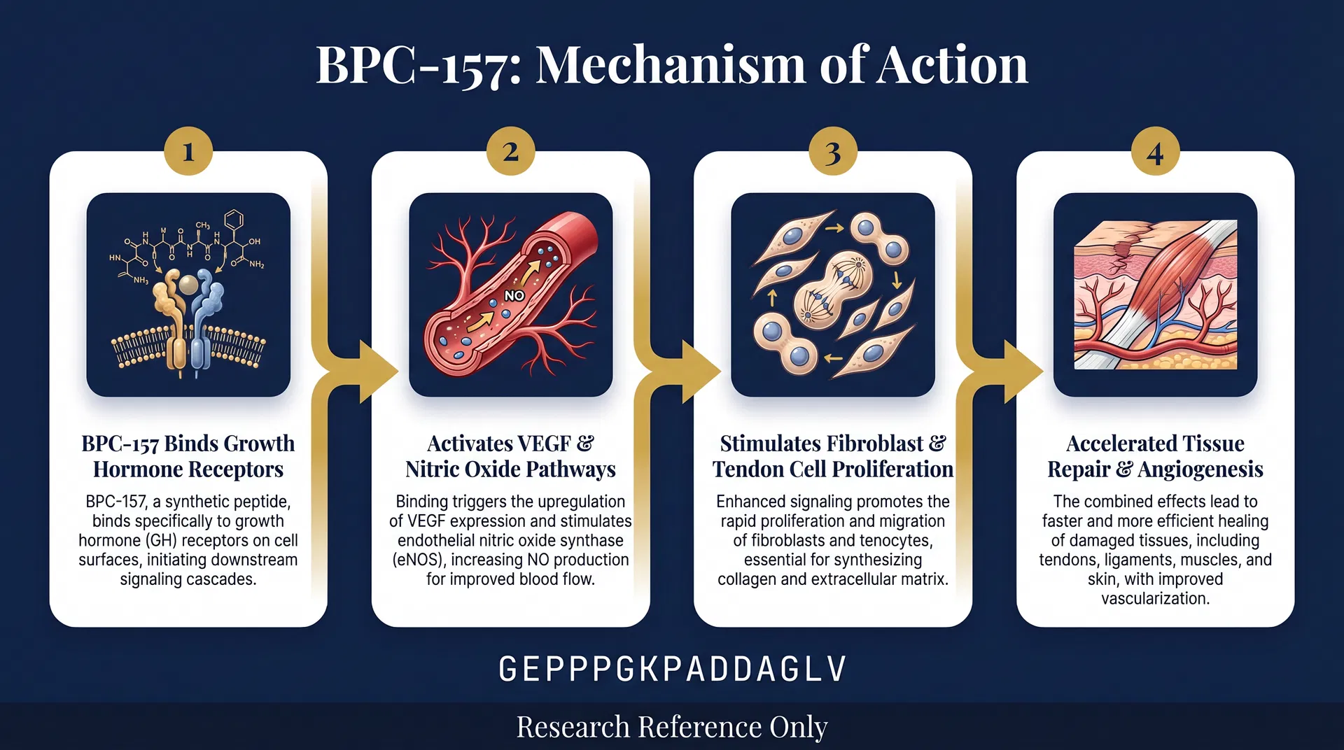 BPC-157 mechanism of action diagram — step-by-step signaling pathway infographic