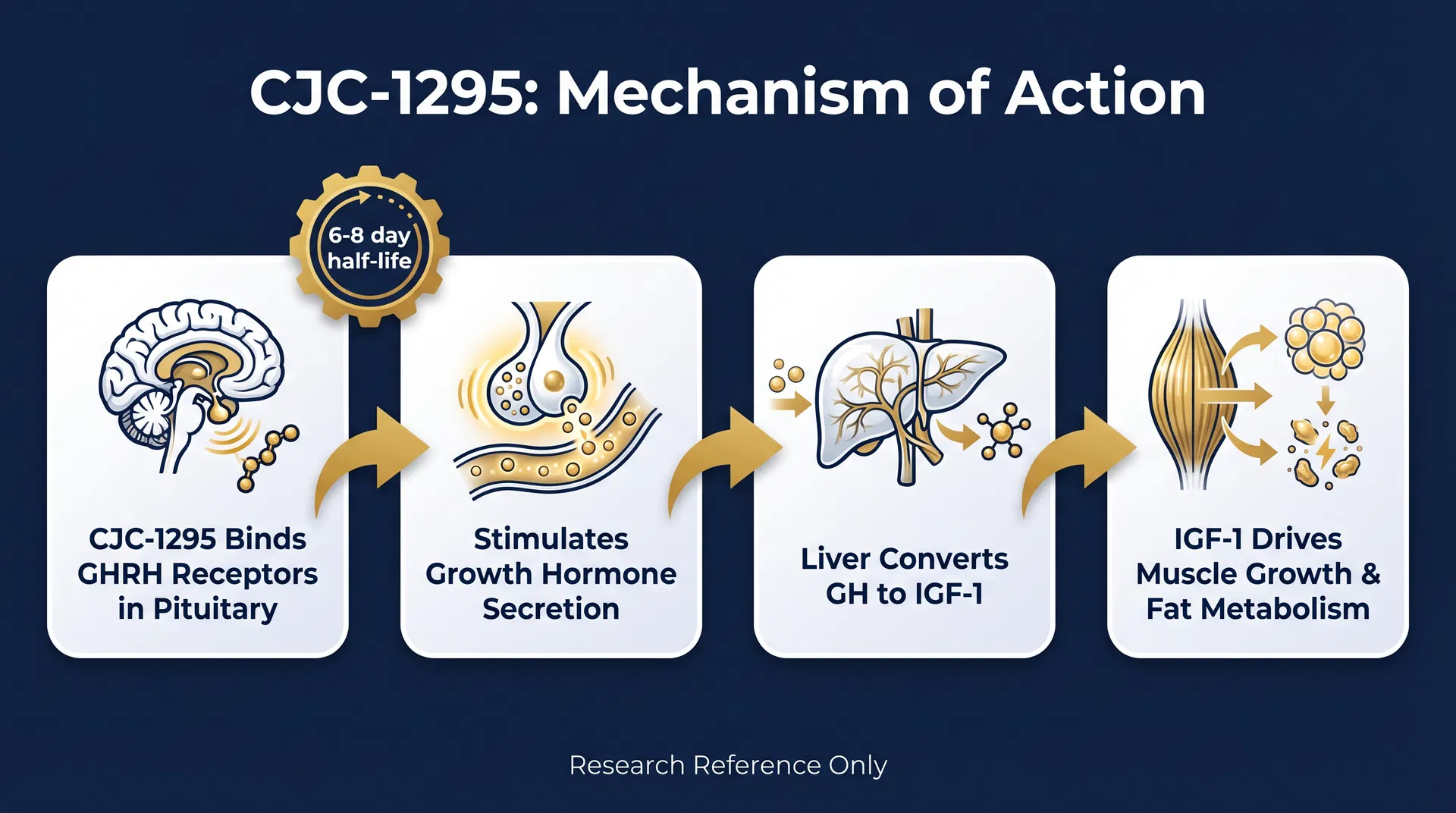 CJC-1295 mechanism of action diagram — step-by-step signaling pathway infographic