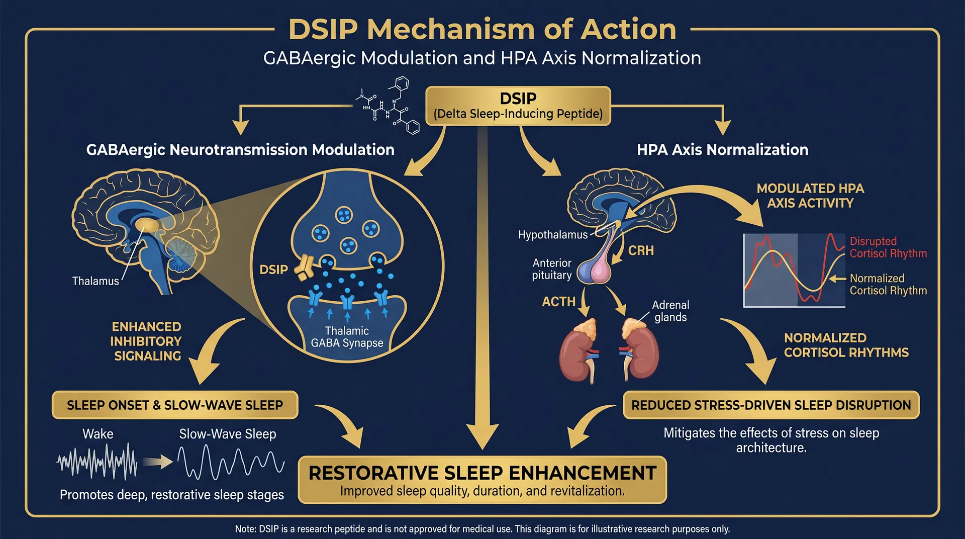 DSIP mechanism of action diagram — step-by-step signaling pathway infographic