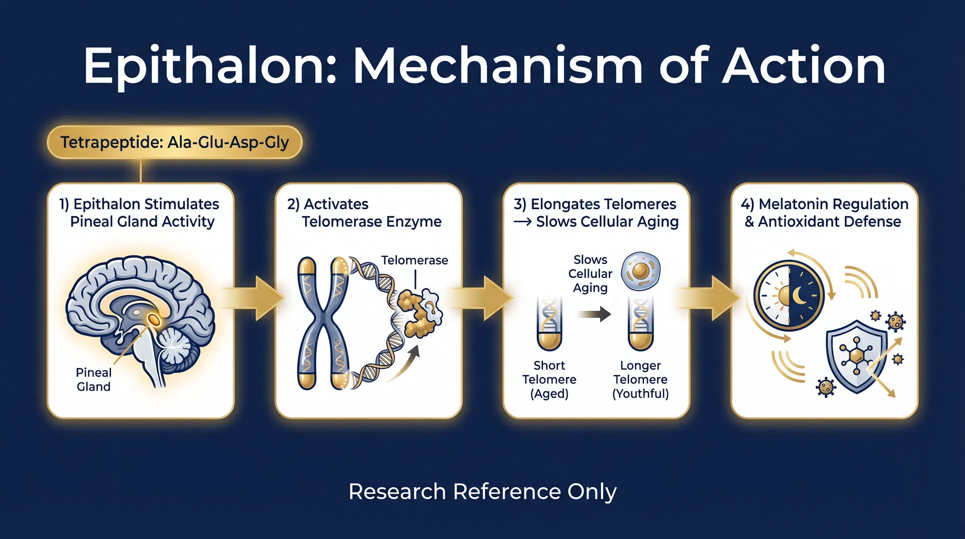 Epithalon mechanism of action diagram — step-by-step signaling pathway infographic