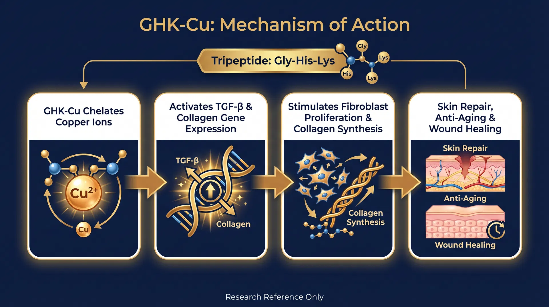 GHK-Cu mechanism of action diagram — step-by-step signaling pathway infographic