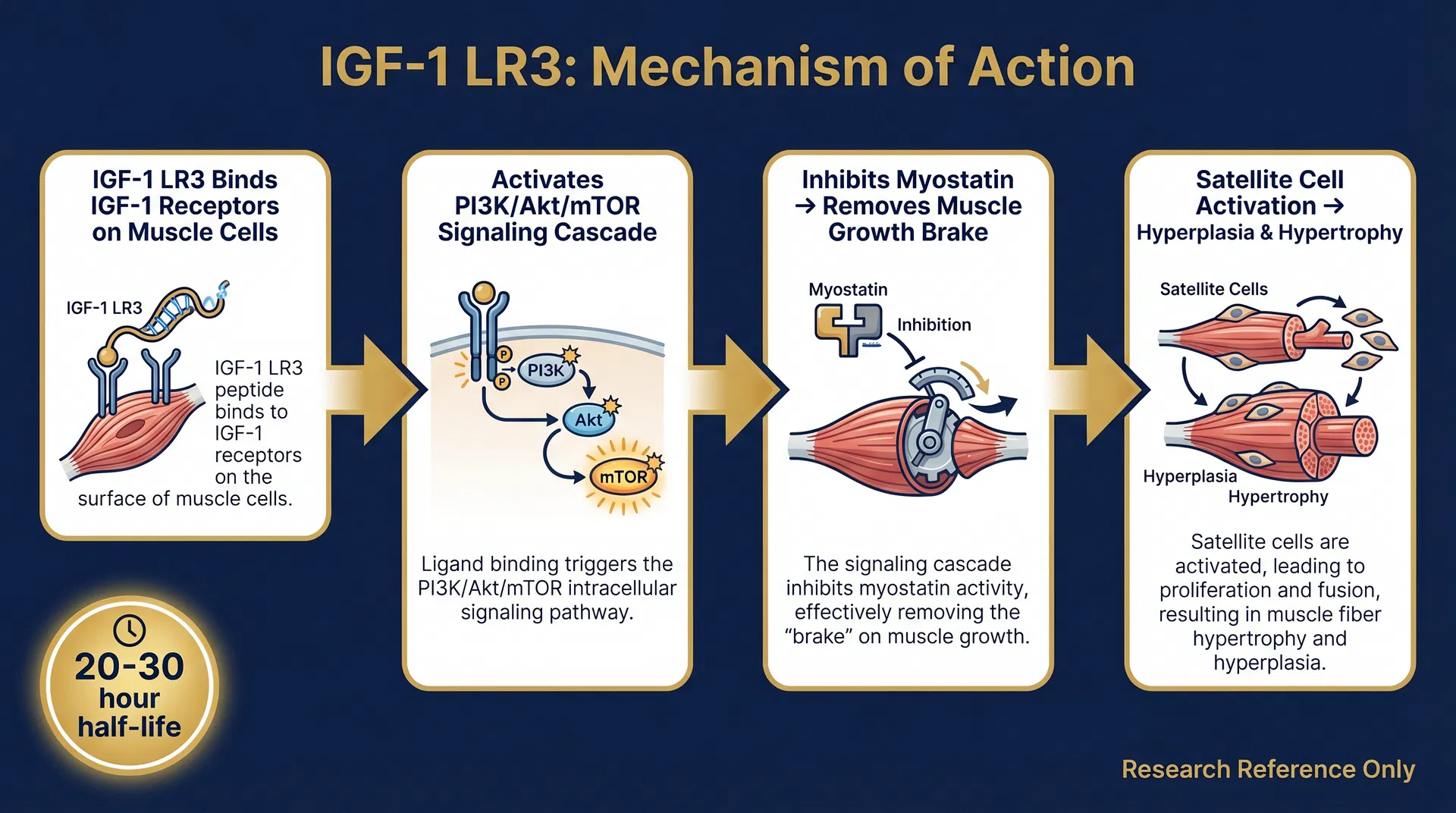 IGF-1 LR3 mechanism of action diagram — step-by-step signaling pathway infographic