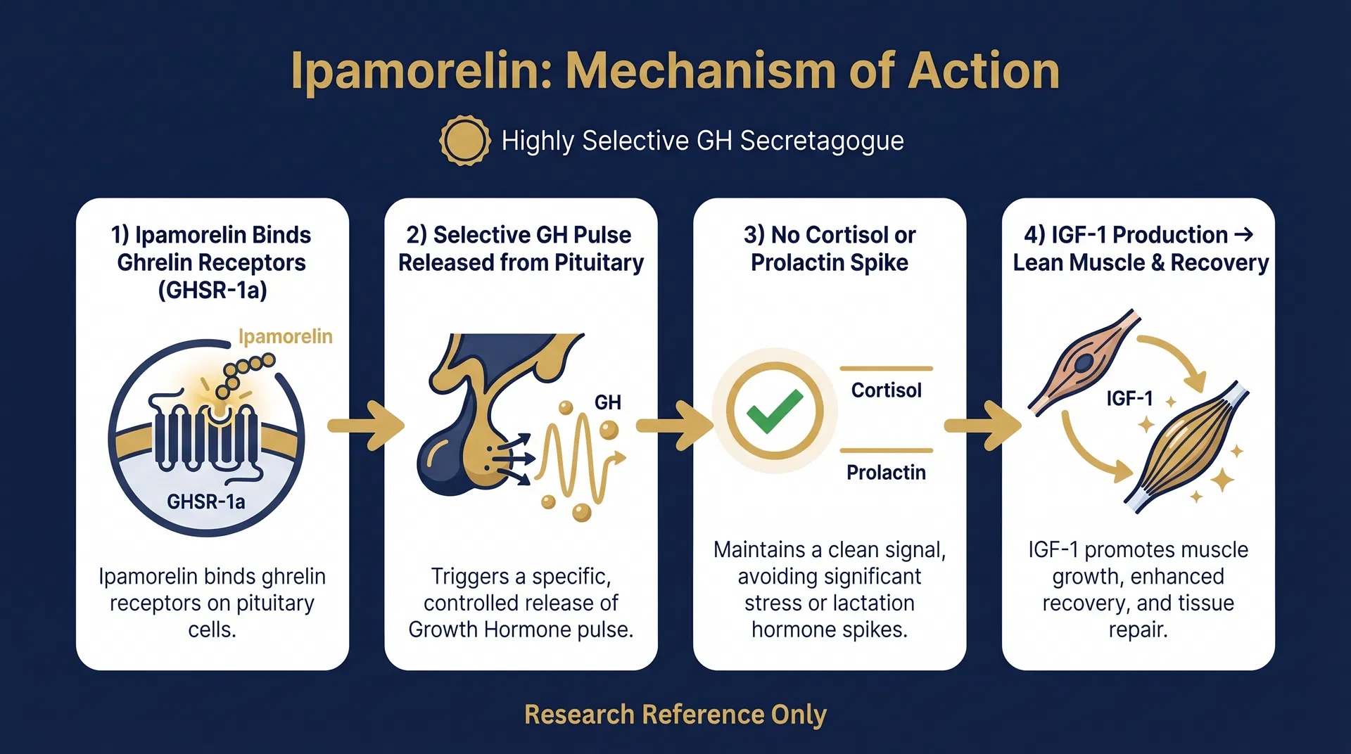 Ipamorelin mechanism of action diagram — step-by-step signaling pathway infographic