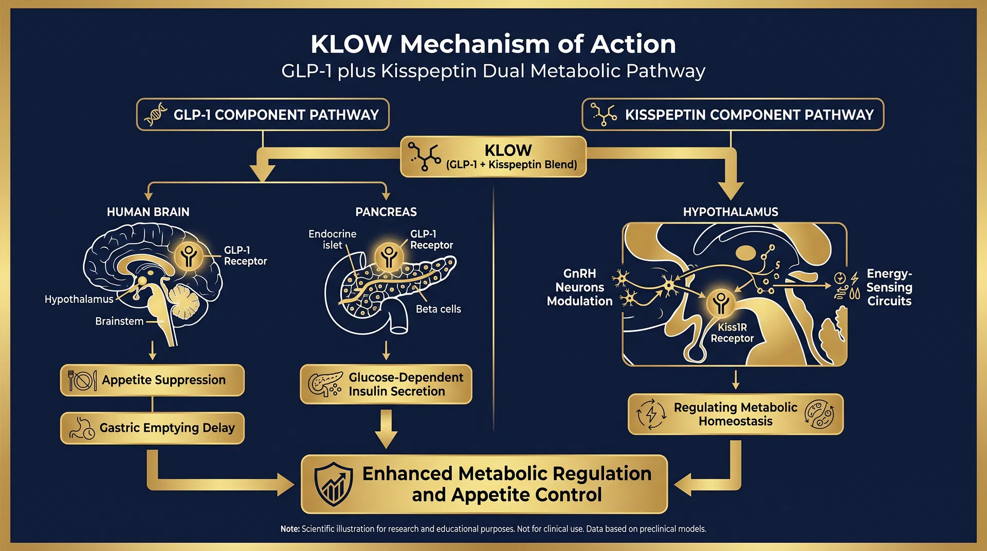 5-Amino-1MQ mechanism of action diagram — step-by-step signaling pathway infographic