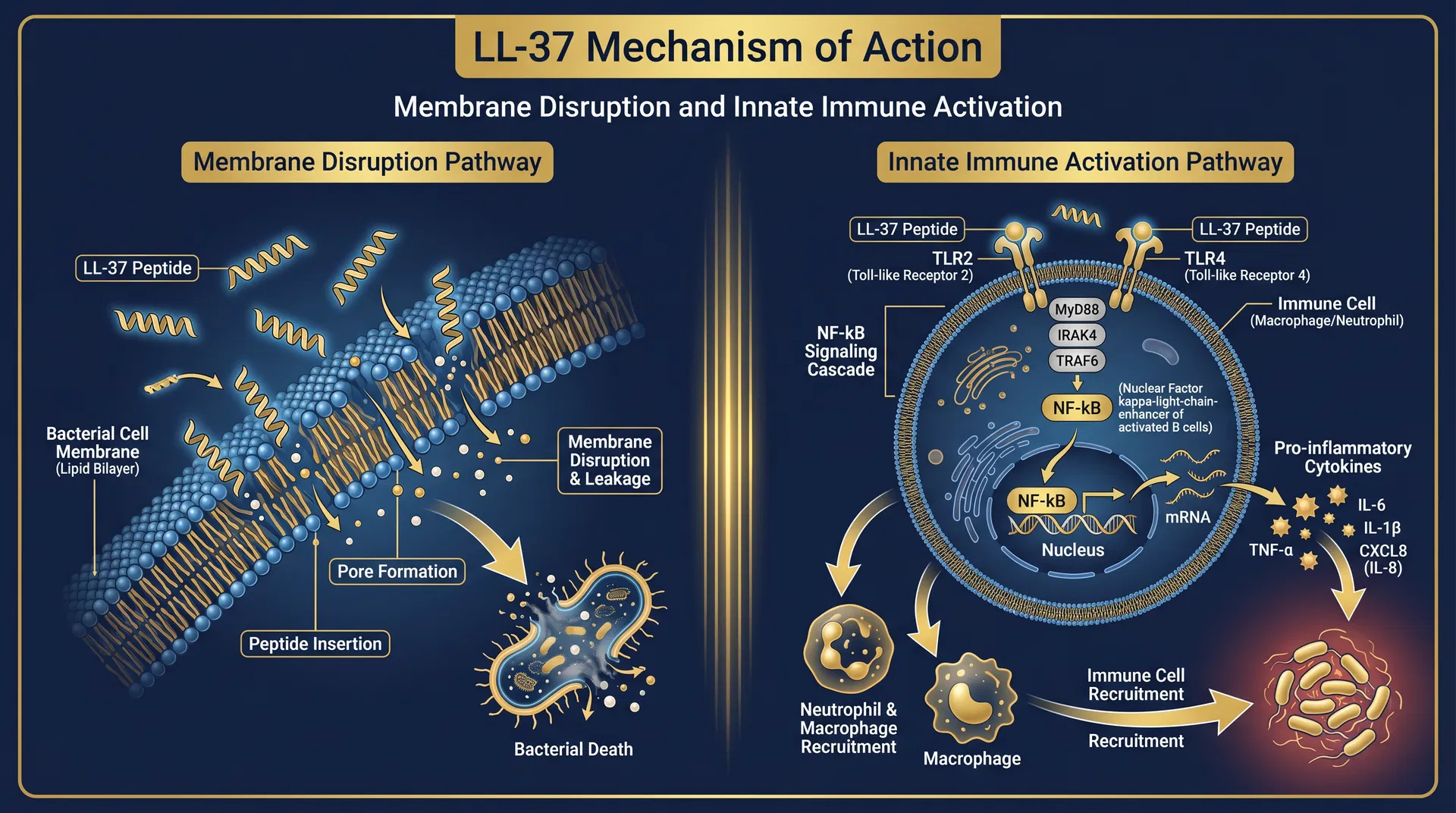 LL-37 mechanism of action diagram — step-by-step signaling pathway infographic