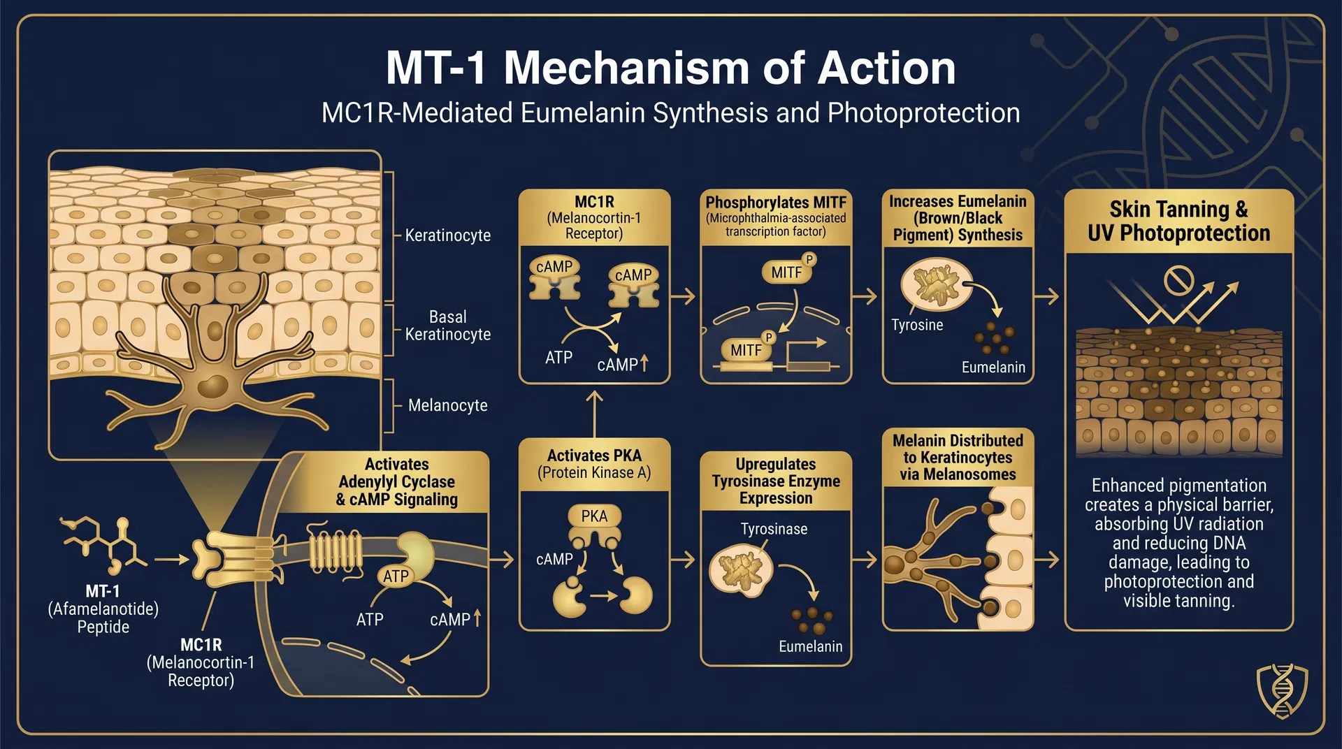 MT1 mechanism of action diagram — step-by-step signaling pathway infographic