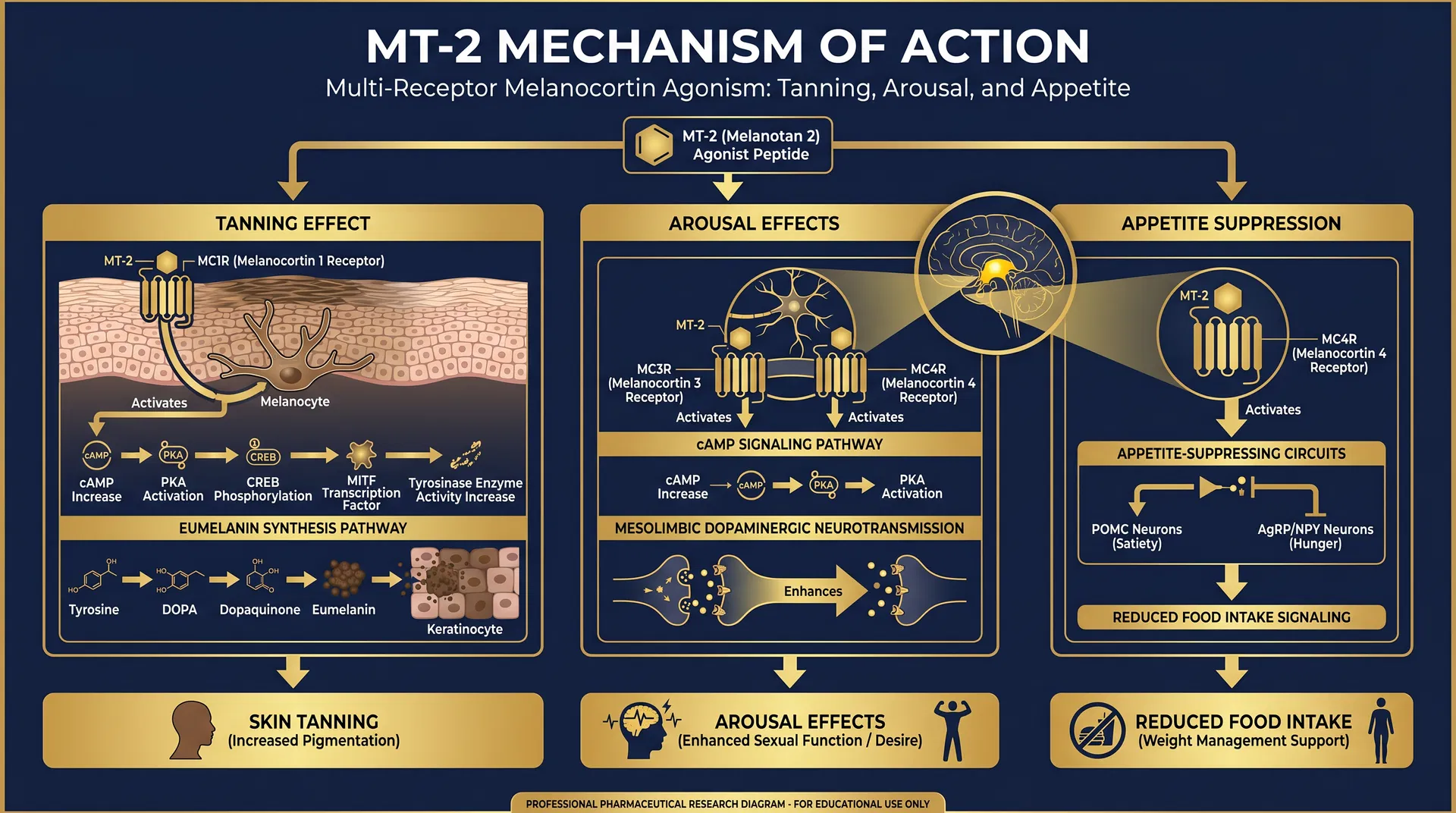 MT2 mechanism of action diagram — step-by-step signaling pathway infographic