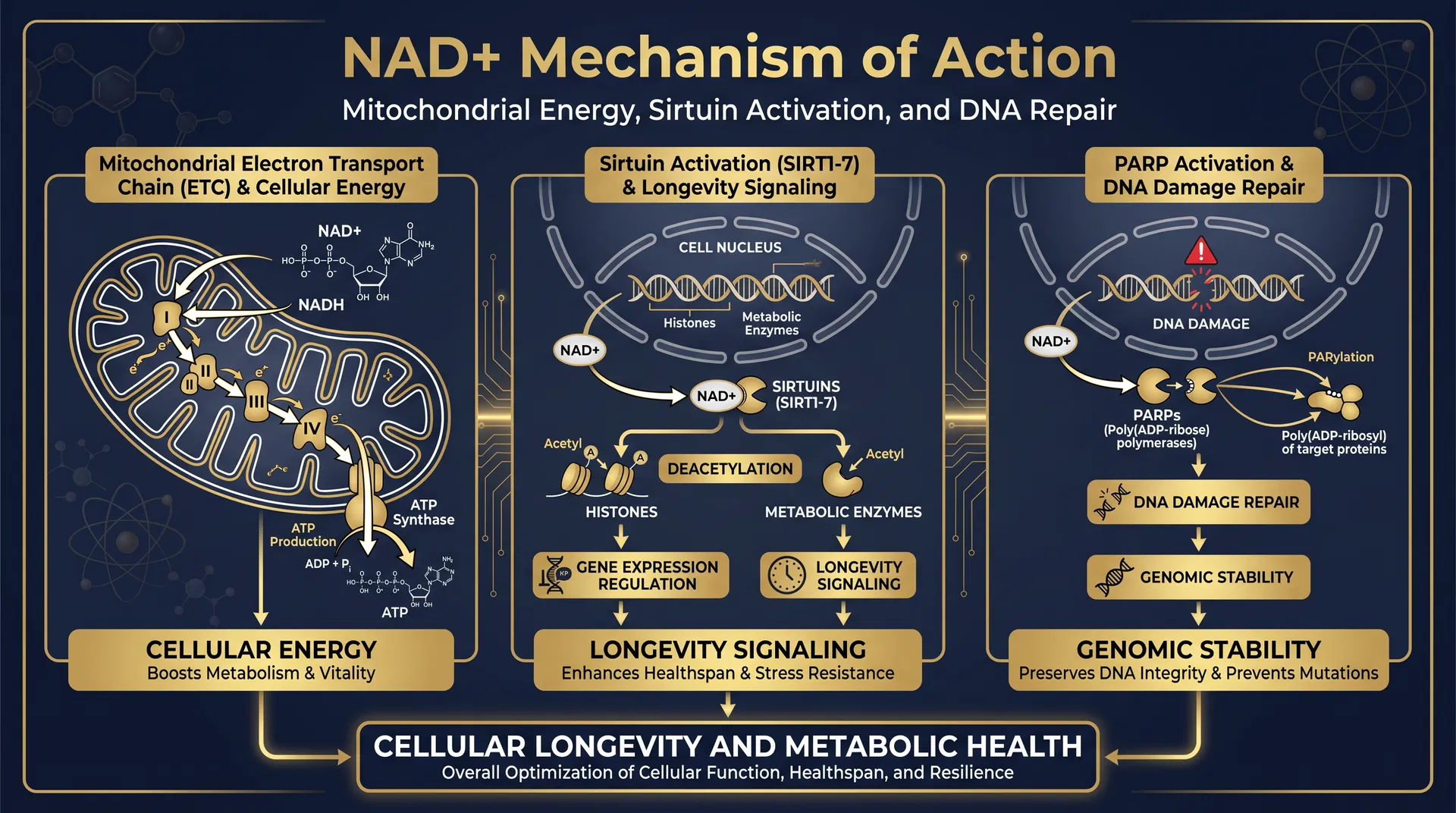 NAD+ mechanism of action diagram — step-by-step signaling pathway infographic