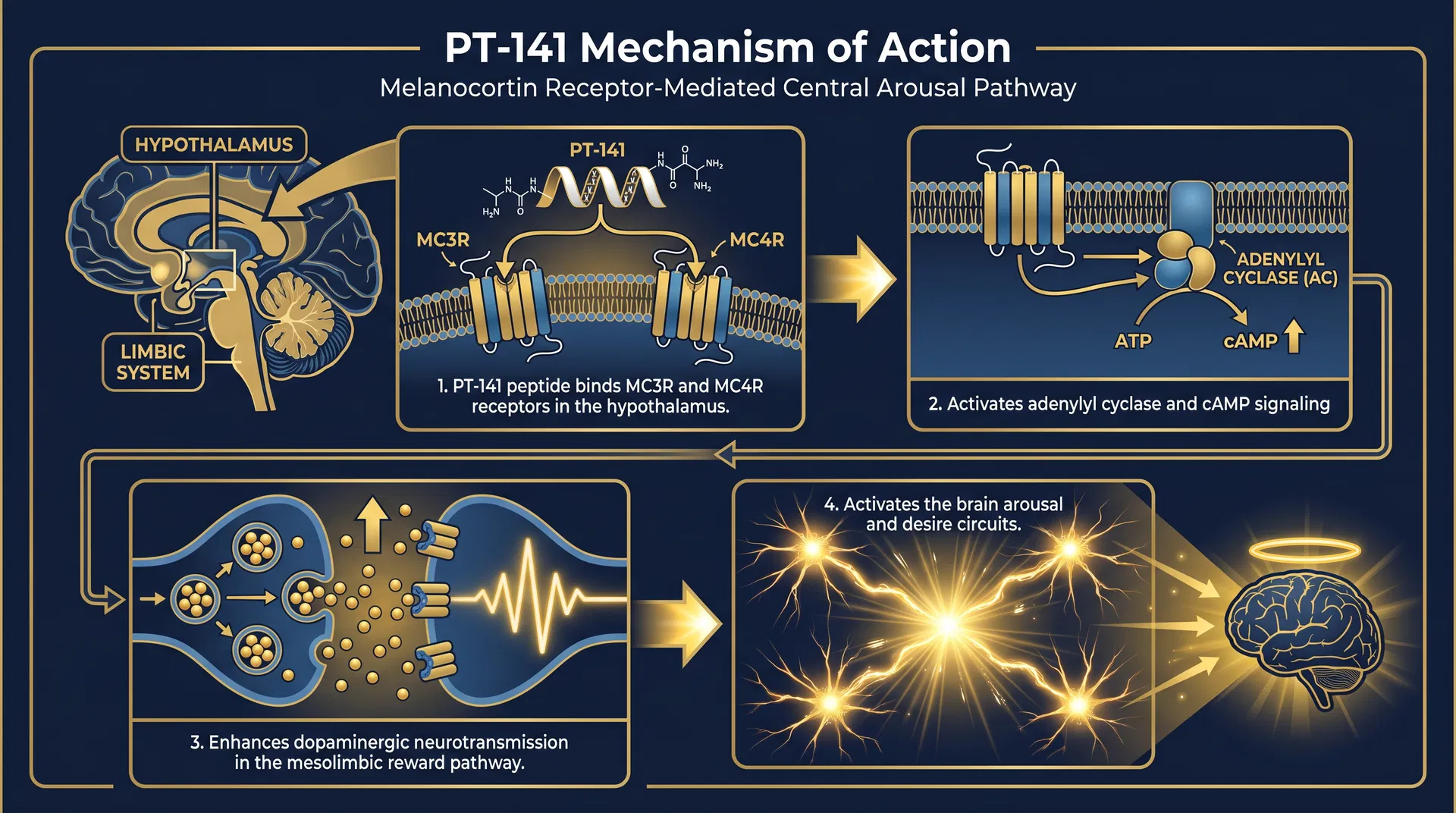 PT-141 mechanism of action diagram — step-by-step signaling pathway infographic