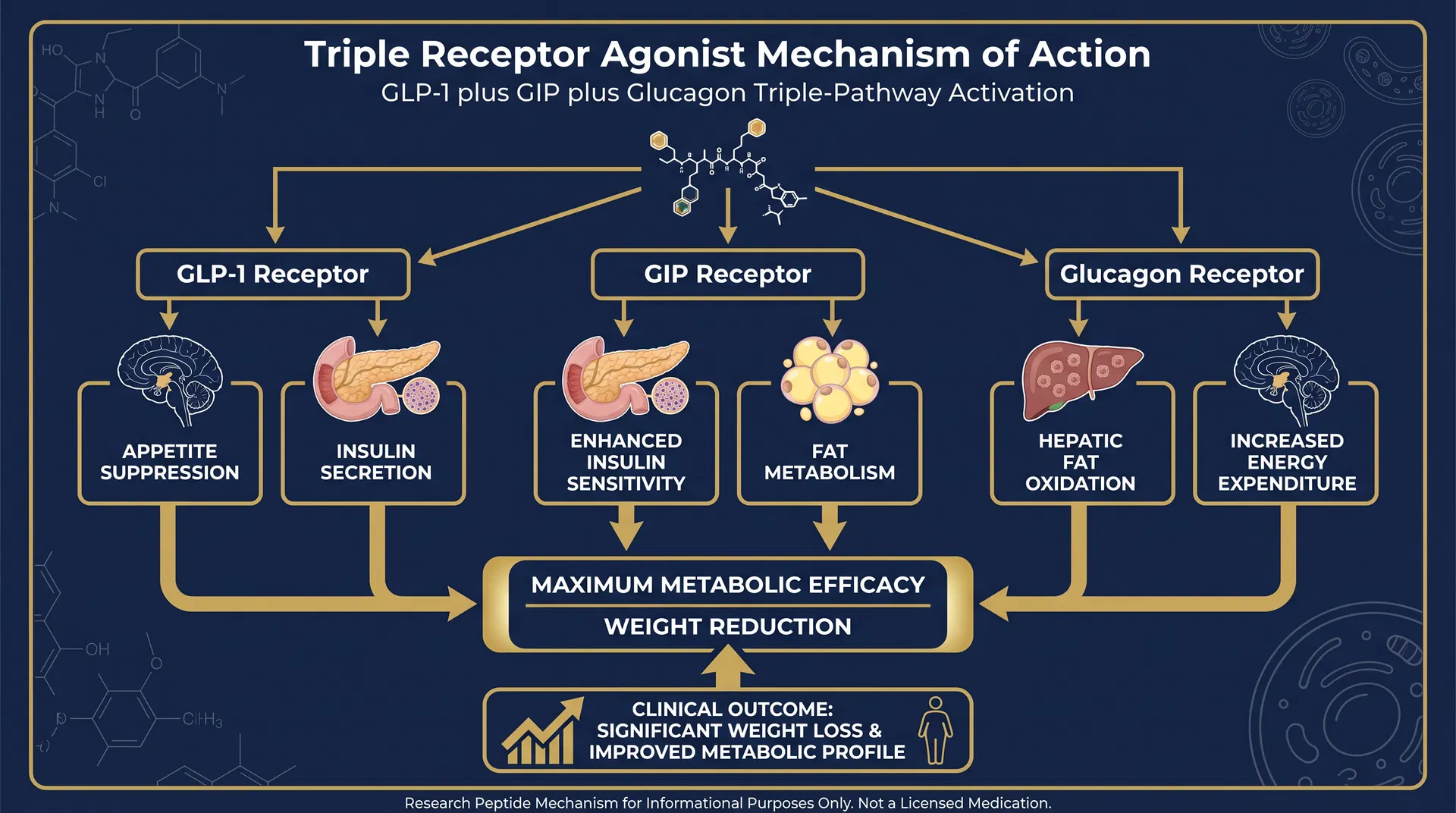 GLP-3 R mechanism of action diagram — step-by-step signaling pathway infographic