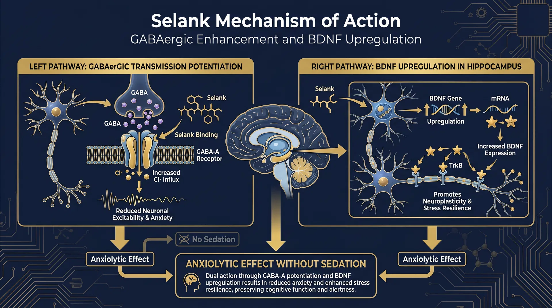 Selank mechanism of action diagram — step-by-step signaling pathway infographic