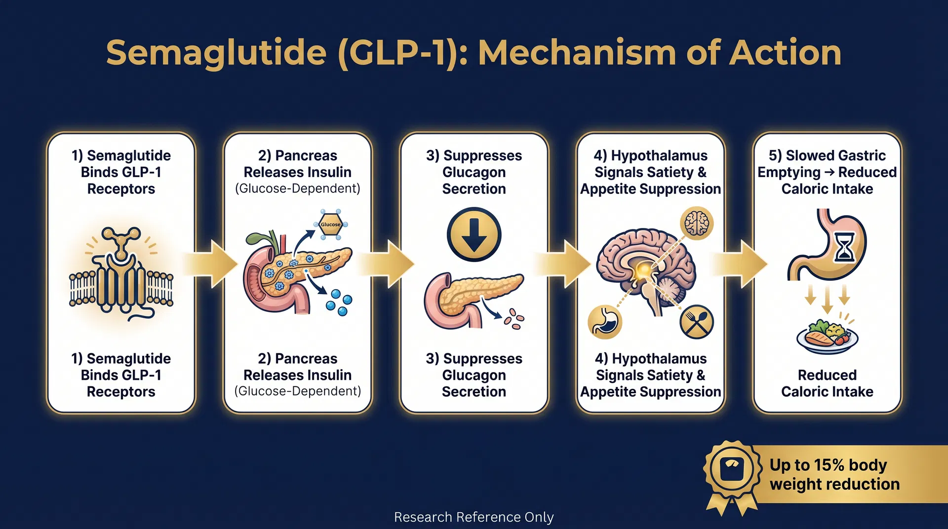 GLP-1 mechanism of action diagram — step-by-step signaling pathway infographic