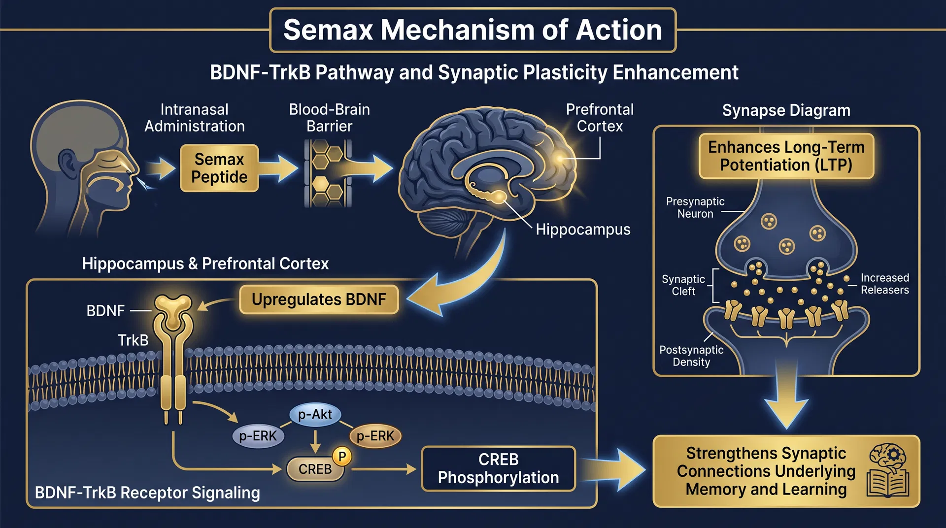 Semax mechanism of action diagram — step-by-step signaling pathway infographic