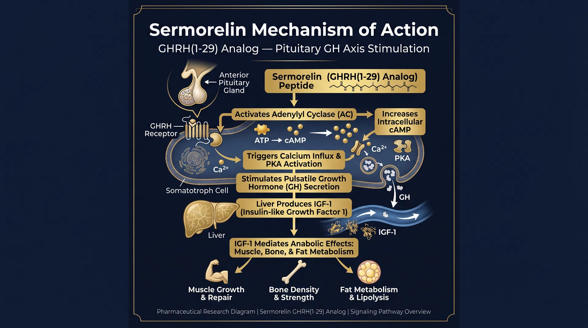 Sermorelin mechanism of action diagram — step-by-step signaling pathway infographic