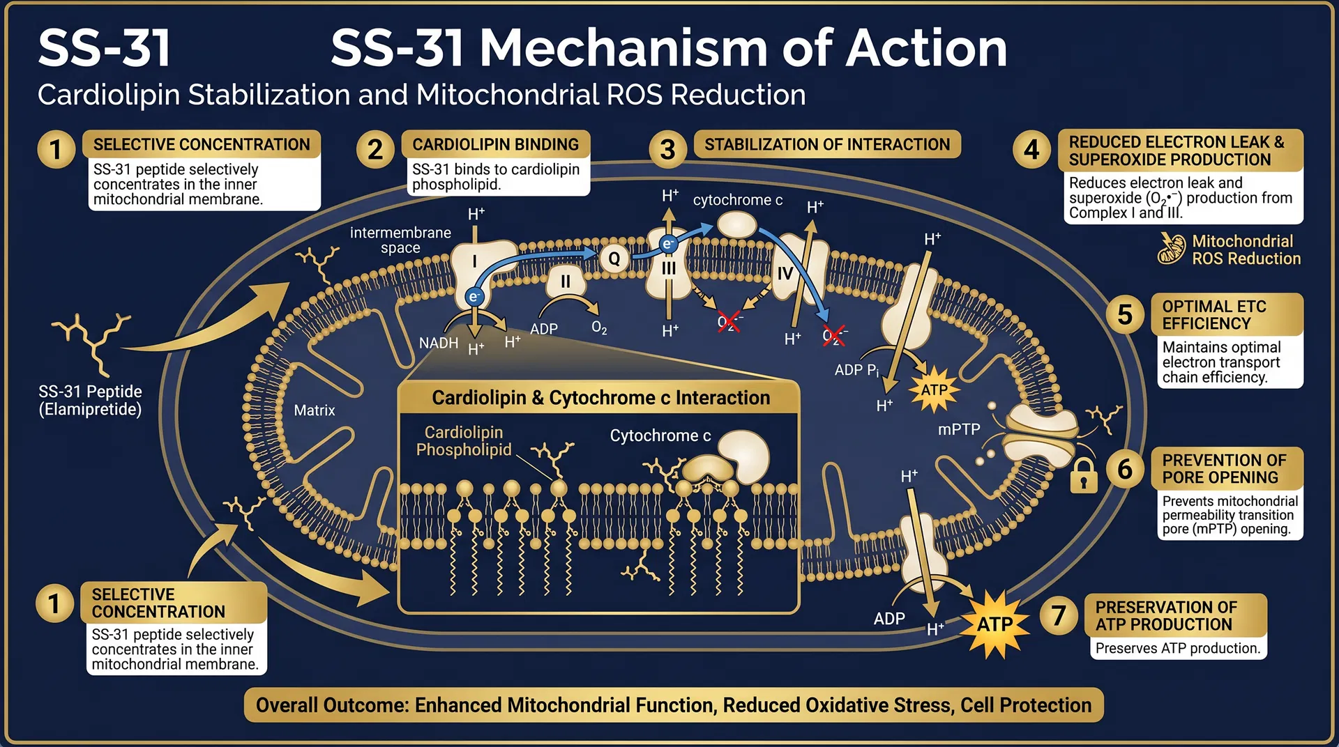 SS-31 mechanism of action diagram — step-by-step signaling pathway infographic