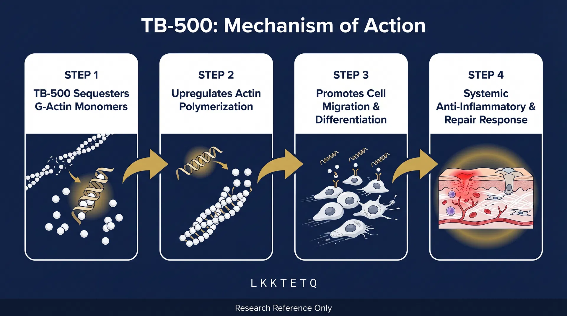 TB-500 mechanism of action diagram — step-by-step signaling pathway infographic