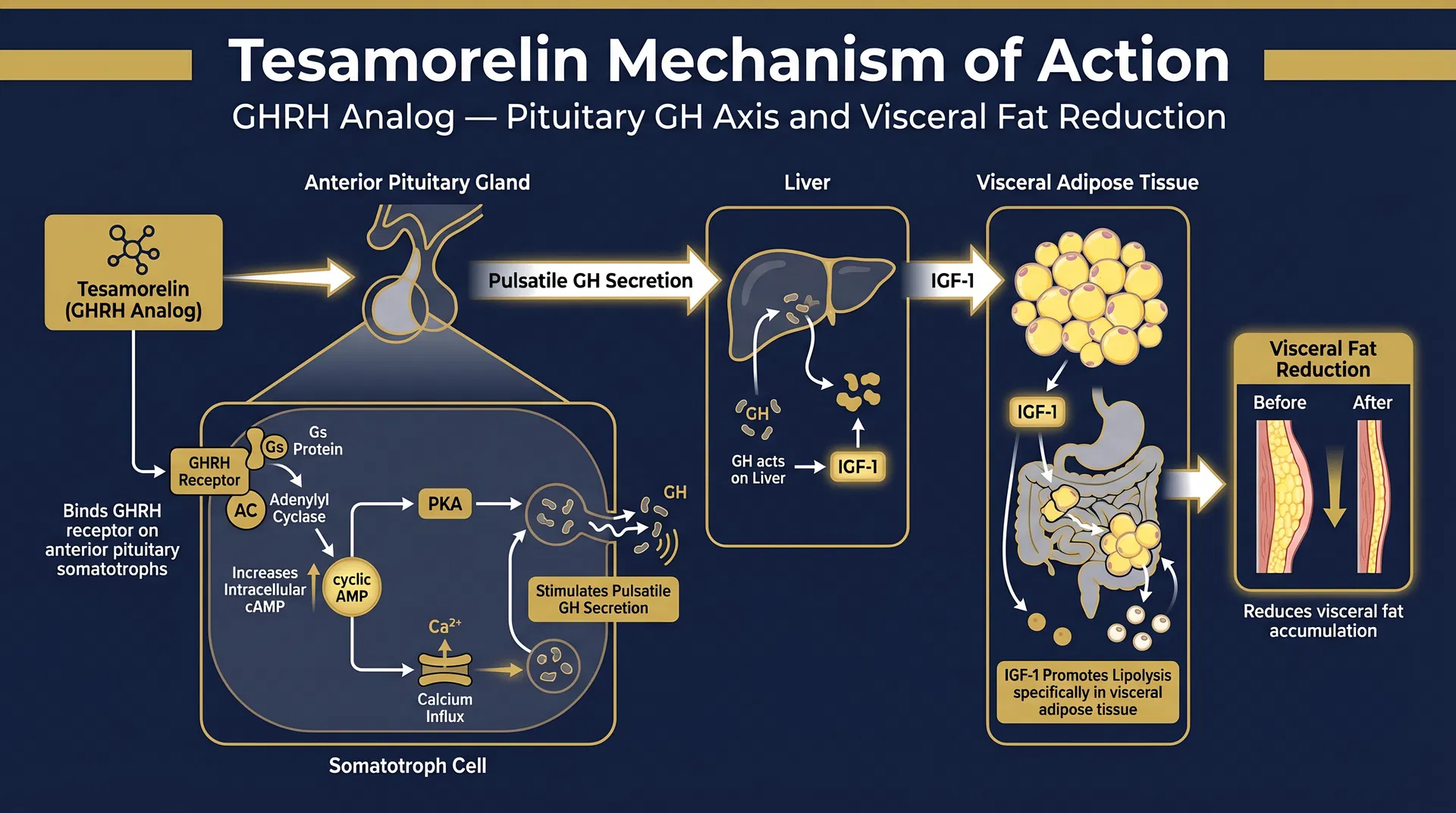 Tesamorelin mechanism of action diagram — step-by-step signaling pathway infographic