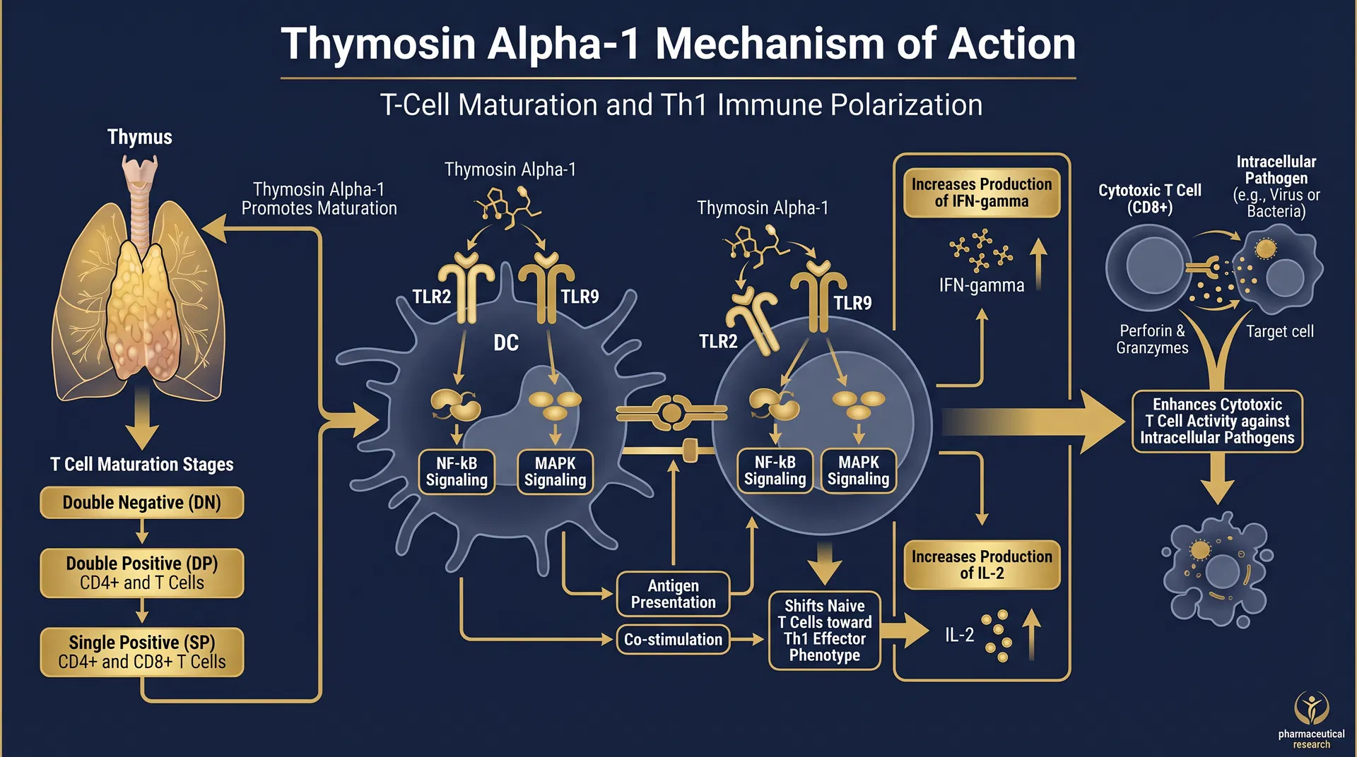 Thymosin Alpha-1 mechanism of action diagram — step-by-step signaling pathway infographic