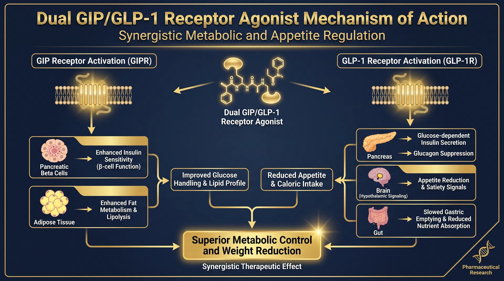 GLP-2 T mechanism of action diagram — step-by-step signaling pathway infographic