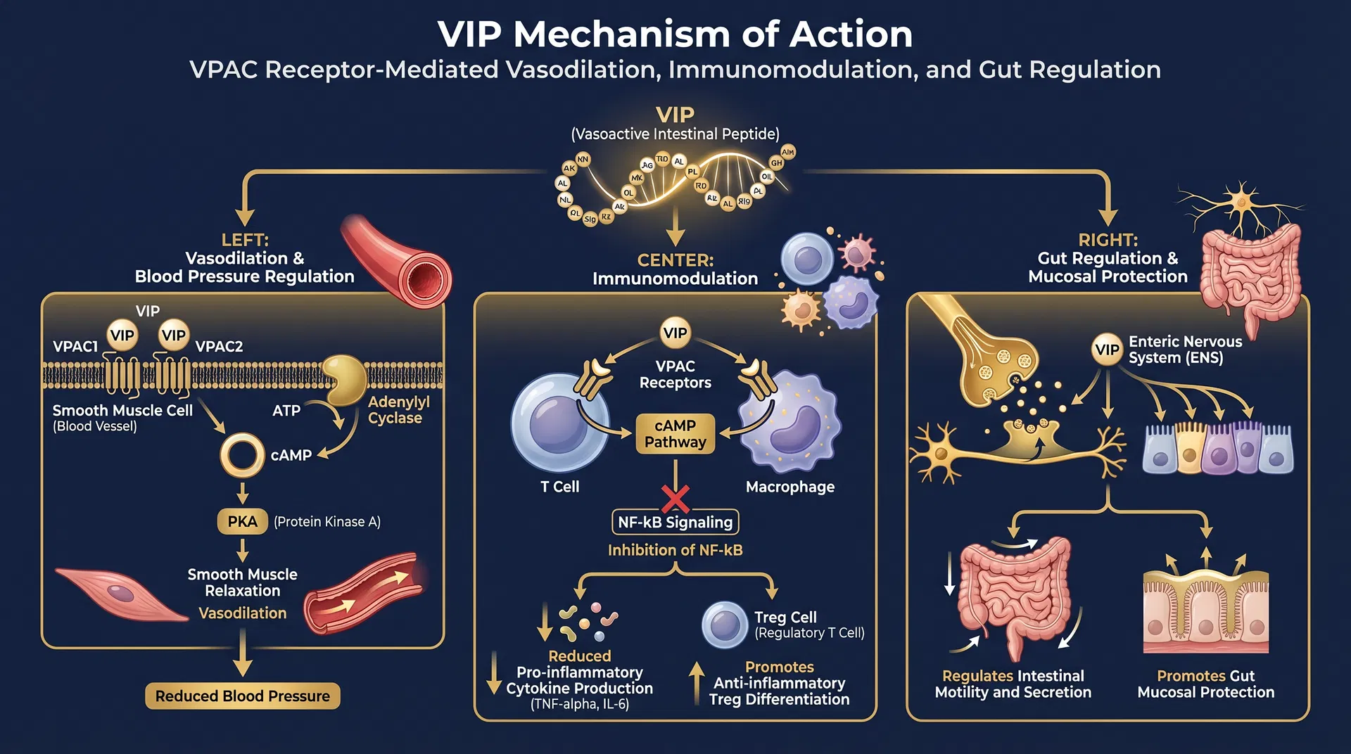 VIP mechanism of action diagram — step-by-step signaling pathway infographic