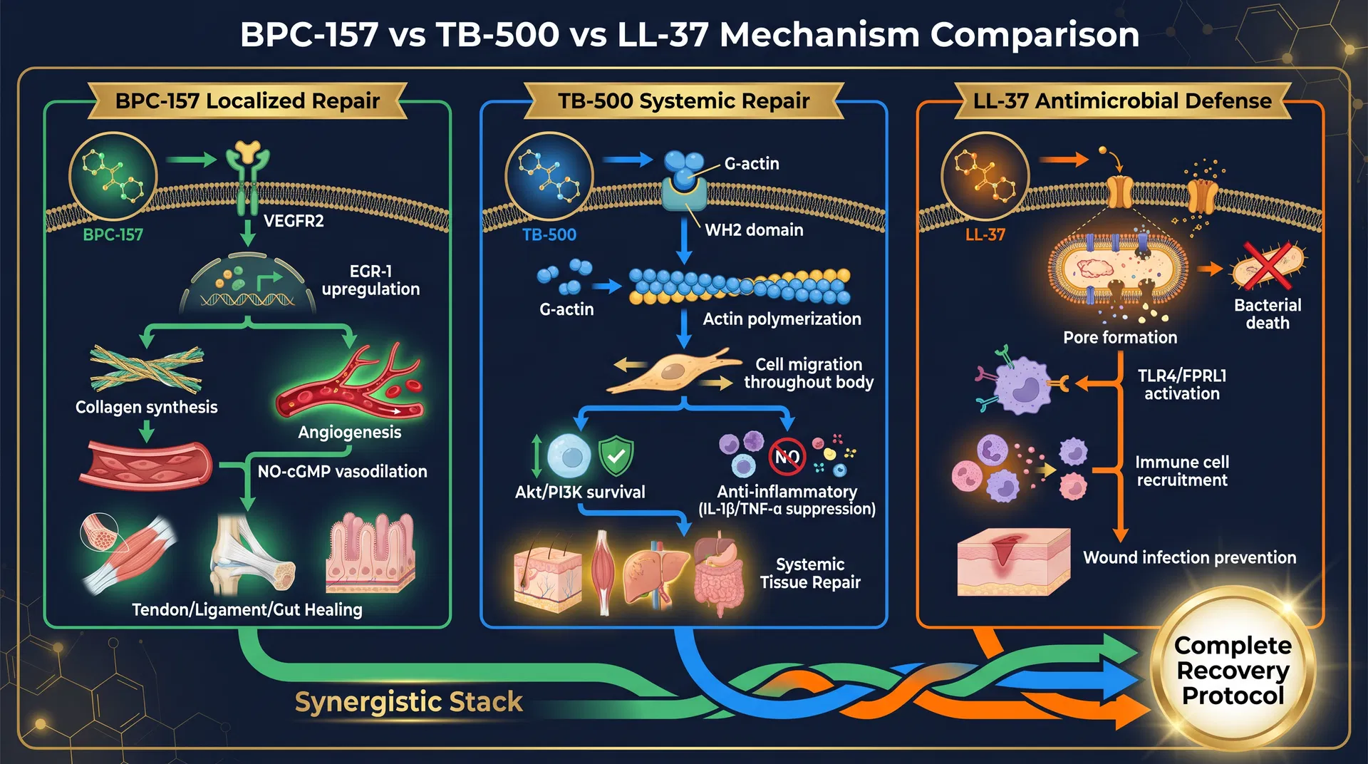 tb500 bpc-157 protocol vs TB-500 vs LL-37 (2026): Three-Way Recovery + Immune Comparison BPC-157 - COA-Tested, 99%+