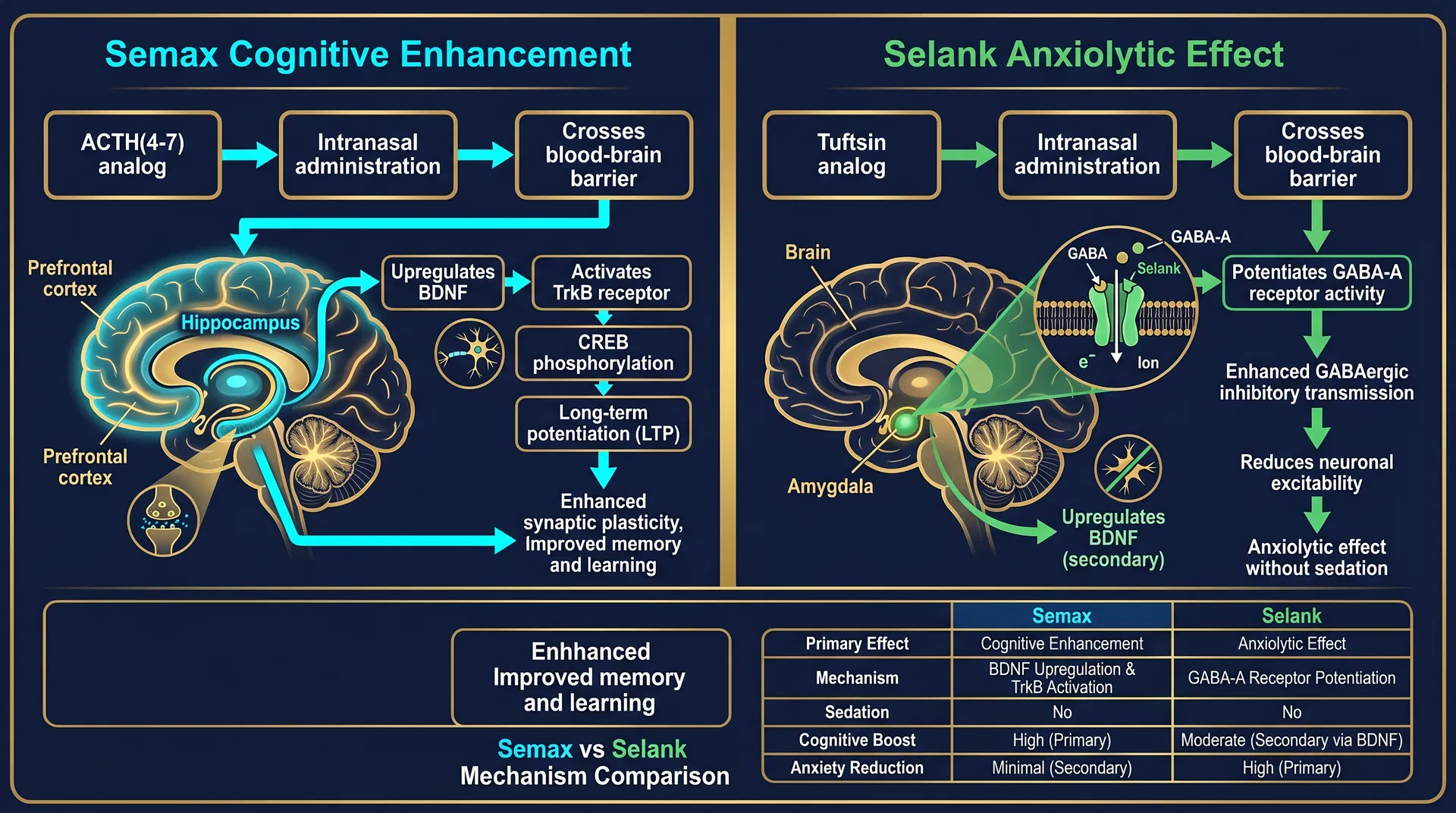 Semax vs Selank mechanism comparison diagram showing BDNF/TrkB hippocampal pathway for cognitive enhancement vs GABA-A receptor potentiation for anxiolytic effects